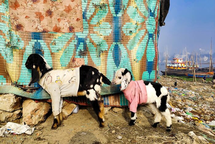 Street photography by Md Enamul Kabir featuring goats in colorful outfits near a vibrant tapestry and a docked boat.