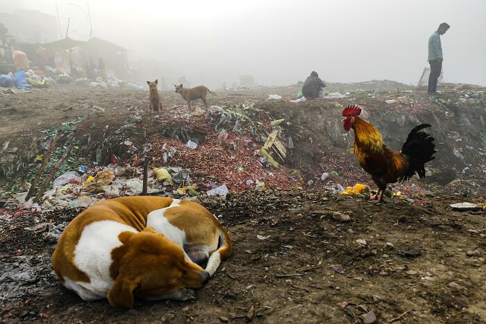 Street photography by Md Enamul Kabir: A sleeping dog, rooster, and distant figures on a foggy, littered street.