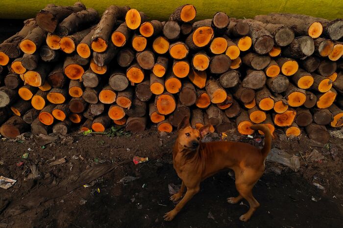 Street photography: A brown dog stands in front of neatly stacked orange logs, casting a rustic urban scene.