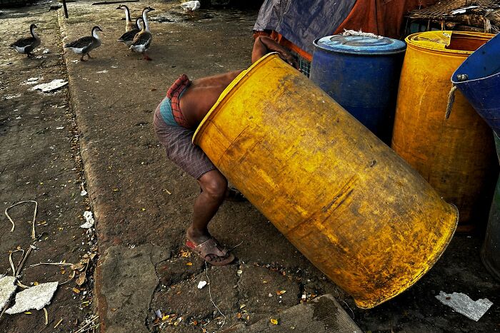 Street photography scene: person rummaging in a large yellow barrel, geese walking nearby on a sidewalk.