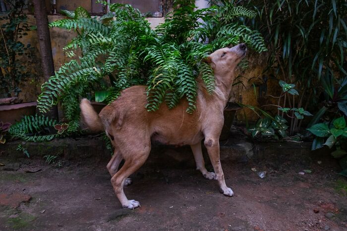 Street photography of a brown dog standing under a lush green fern in an urban garden.