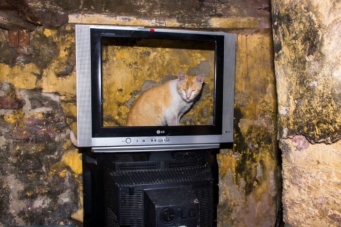 A cat sitting inside an old TV frame against a rustic wall, showcasing street photography by Md Enamul Kabir.