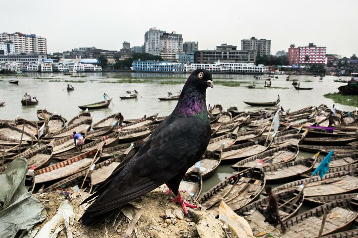 Street photography of a pigeon on the waterfront with boats and cityscape in the background.