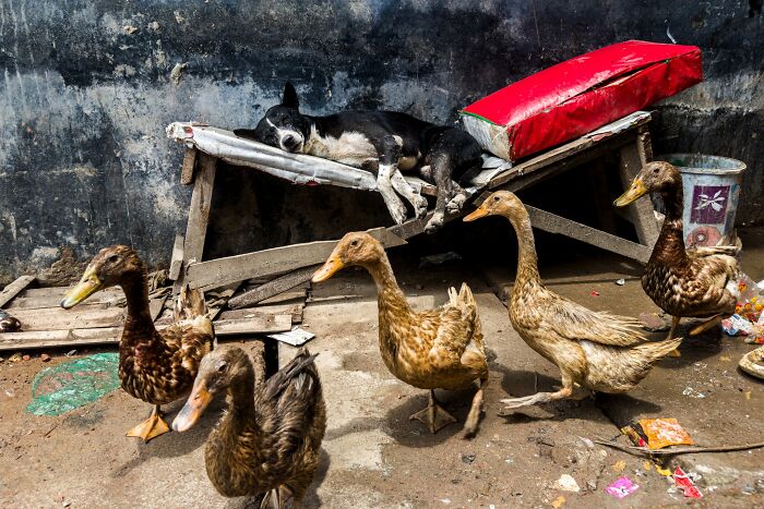 Street photography featuring a dog resting on a bench and ducks walking nearby.