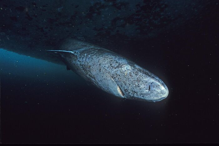 A large underwater creature, possibly a Greenland shark, swimming in dark, deep waters.