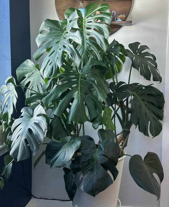 She's Over 2 And A Half Meters! She Looks Really Small In This Picture Though