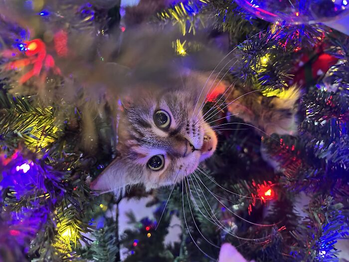 Example : My Cat Got In The Christmas Tree And Got Mad When I Tried To Get Her Out