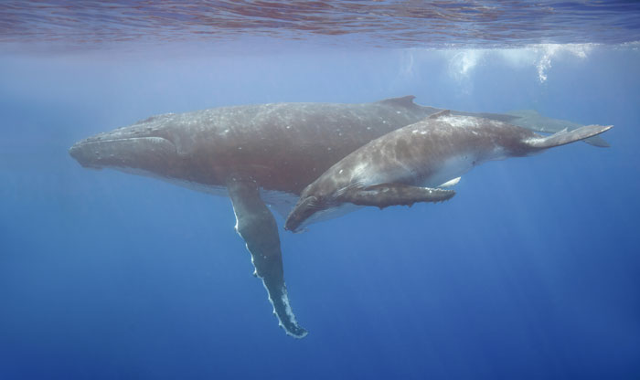 Two of the largest underwater creatures, a whale mother and calf, swimming side by side in the ocean.