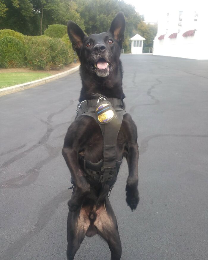 K9 Hurricane standing upright in a harness, looking alert in an outdoor setting. K9 Hurricane standing upright in a harness, looking alert in an outdoor setting.