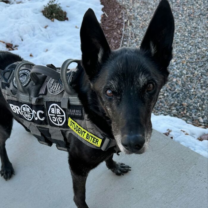Decorated K9 Hurricane in tactical vest on a snow-lined path. Decorated K9 Hurricane in tactical vest on a snow-lined path.