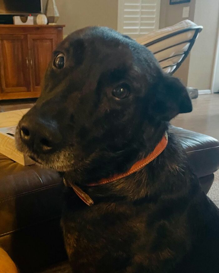 K9 Hurricane, a black dog with a brown collar, sitting indoors. K9 Hurricane, a black dog with a brown collar, sitting indoors.