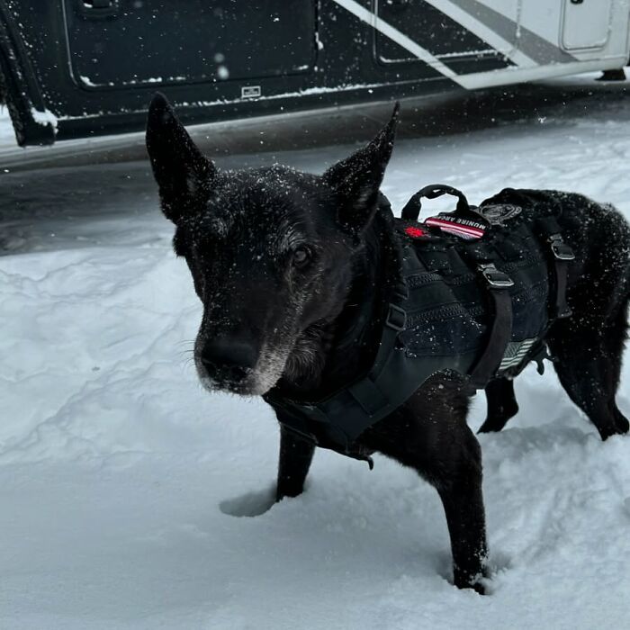 Decorated dog K9 Hurricane in a snow-covered setting wearing a black tactical harness. Decorated dog K9 Hurricane in a snow-covered setting wearing a black tactical harness.