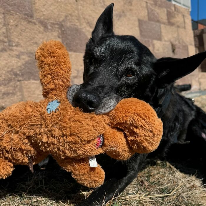 K9 Hurricane, a black dog, playing with a brown plush toy outdoors on a sunny day. K9 Hurricane, a black dog, playing with a brown plush toy outdoors on a sunny day.