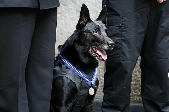Decorated K9 Hurricane wearing a medal, standing between two people in uniforms. Decorated K9 Hurricane wearing a medal, standing between two people in uniforms.