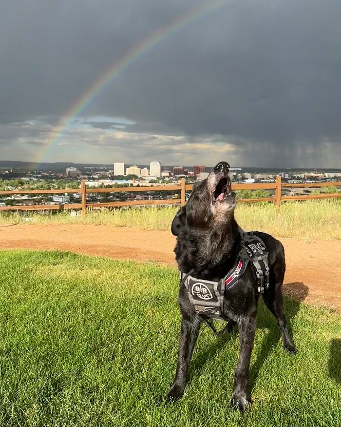 Decorated K9 Hurricane stands on grassy field under a rainbow, wearing a service vest. Decorated K9 Hurricane stands on grassy field under a rainbow, wearing a service vest.