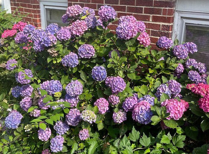 My Hydrangeas...7 In A Row Along The Back Of My House. They Bloom Like This Every Year For Months!