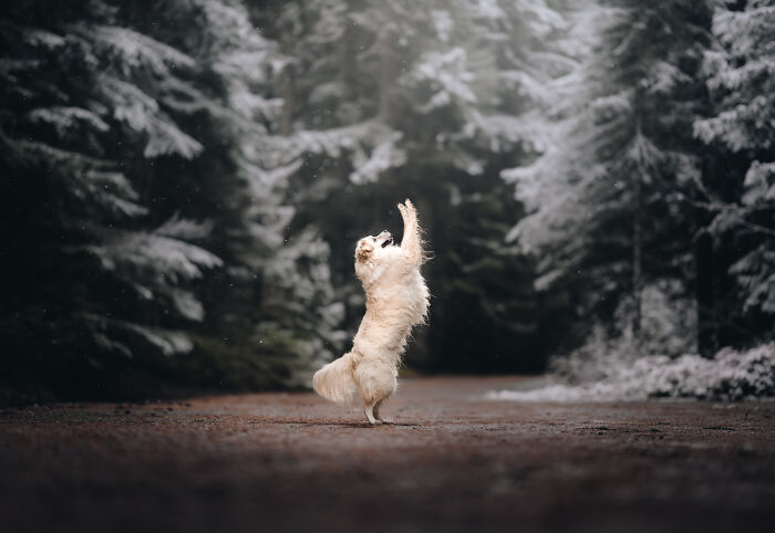 Playing Amongst The Snowy Pines