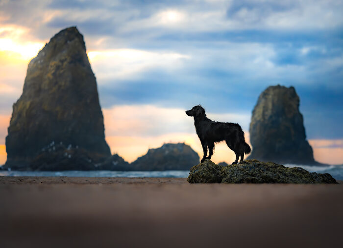 Cannon Beach Compositions