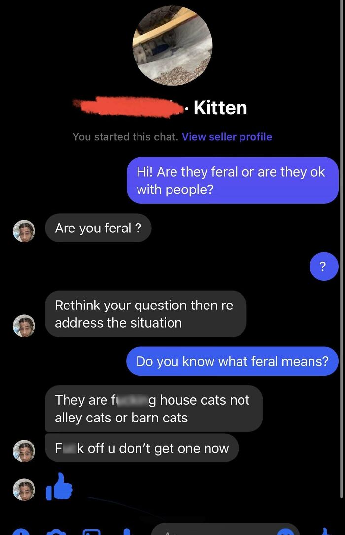 Confusing text exchange about kittens, with escalating tension and misunderstanding about feral cats.
