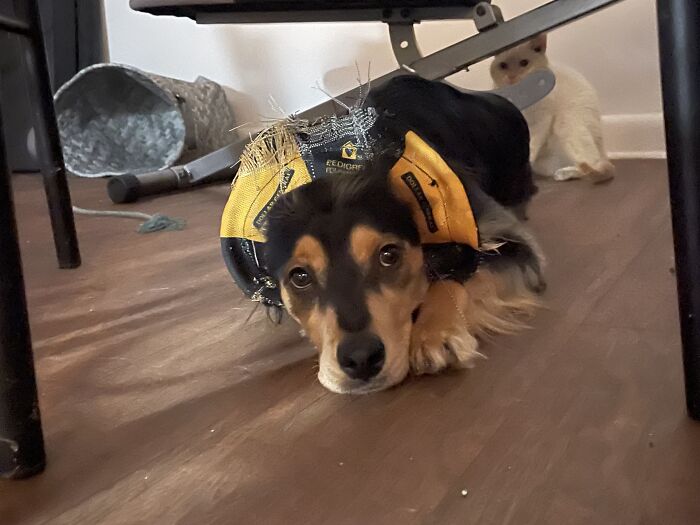 My Pup Sasha. She Likes To Push Her Head Through This Old Ring Toss Toy, And It Makes Her Look Like A Sunflower. Her Best Friend Is The Cat Kramer Behind Her