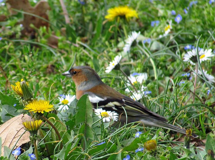 Spring Will Come Soon