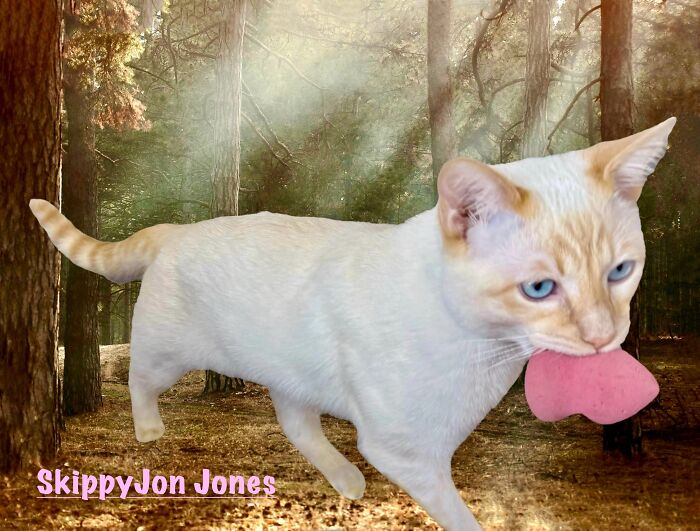 Skippyjon Jones, 6 Mos Old, Stole My Makeup Sponge For Rousing Games Of Fetch. We Play Every Day And Sometimes In The Middle Of The Night