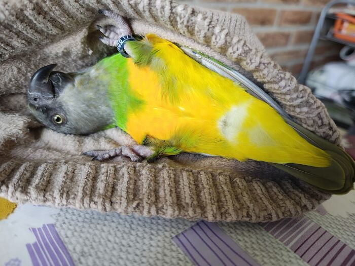 "Paint Me Like One Of Your French Girls" :)) This Little Dude Loves To Play In My Beanie