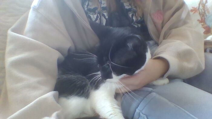 Just Me Cat Being Her Normal Scared Self