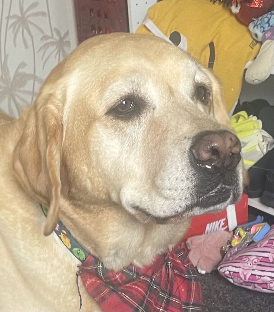 Here's A Story For Bored Pandas!