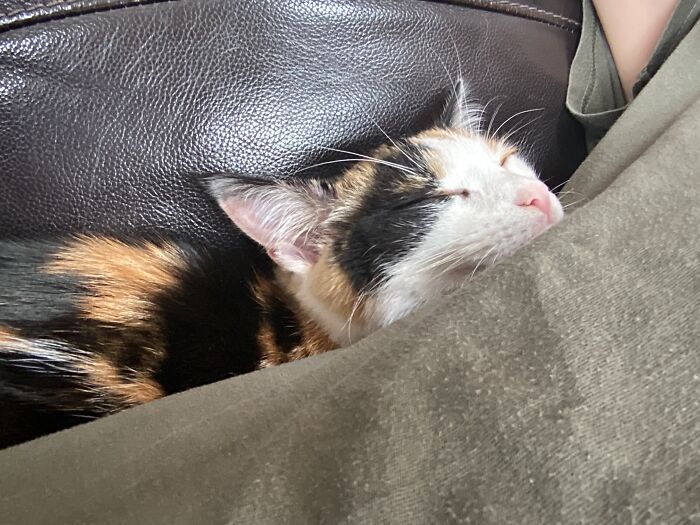 Saffie Is Sleeping. Shhh