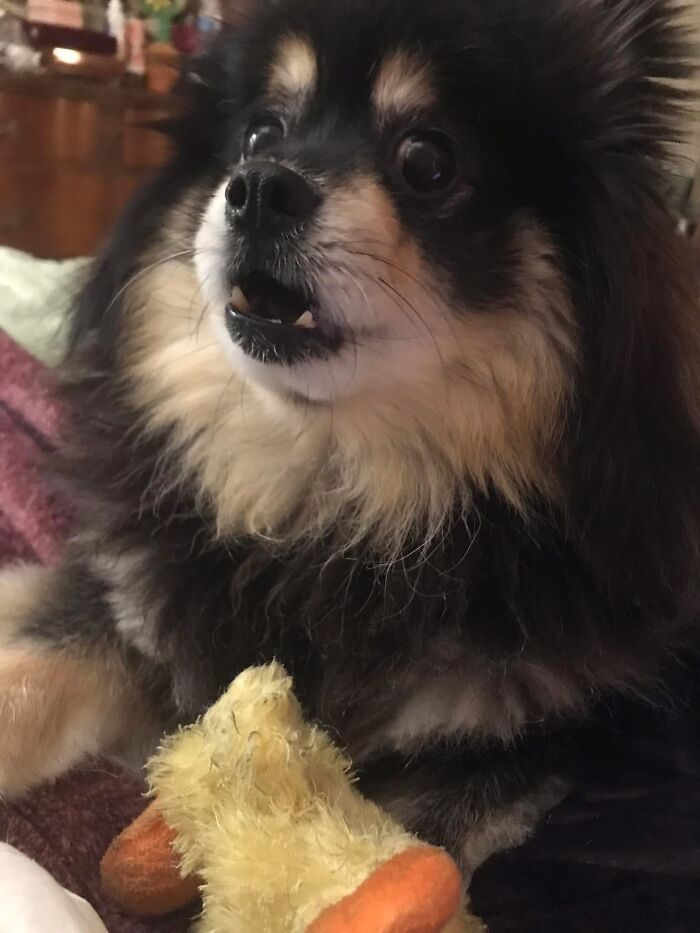 Mr. Blitzen Is Shocked At Me Petting A Cat