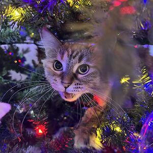 ceceliamartin_1 avatar