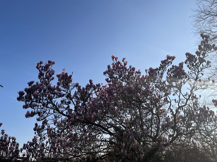 Parents Planted It 43 Year's Ago, It's My Place Now. The Magnolia Flowers Aren't Fully Open Yet