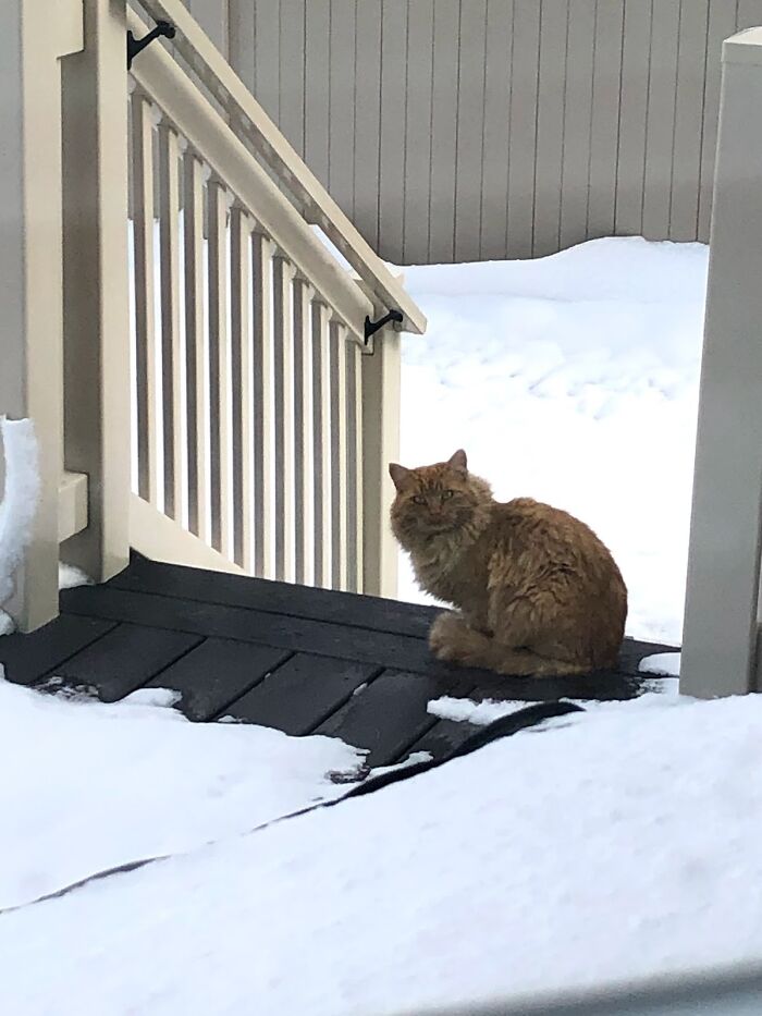 Orange cat sitting on snowy porch steps, highlighting its journey to becoming a house cat.