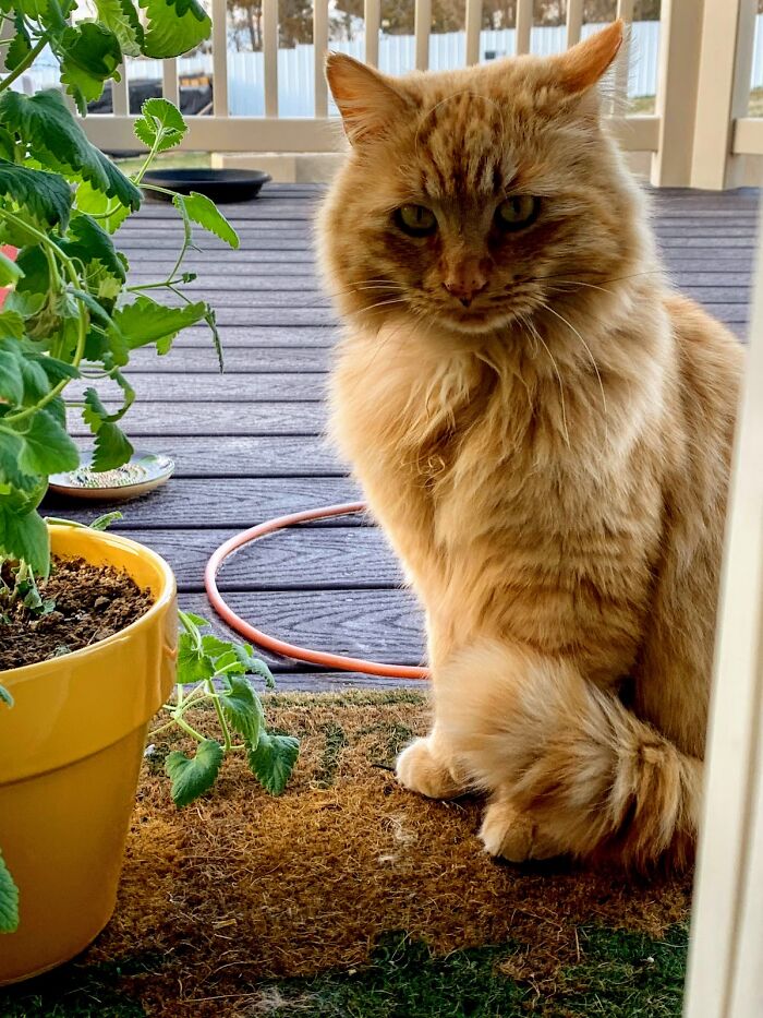 Fluffy ginger cat sitting near a yellow pot on a porch, embracing the life of a house cat.