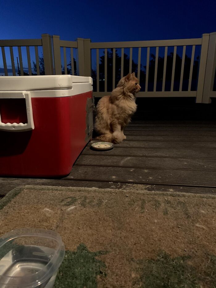 Cat sitting on a porch at night beside a red cooler, finally embracing house life.