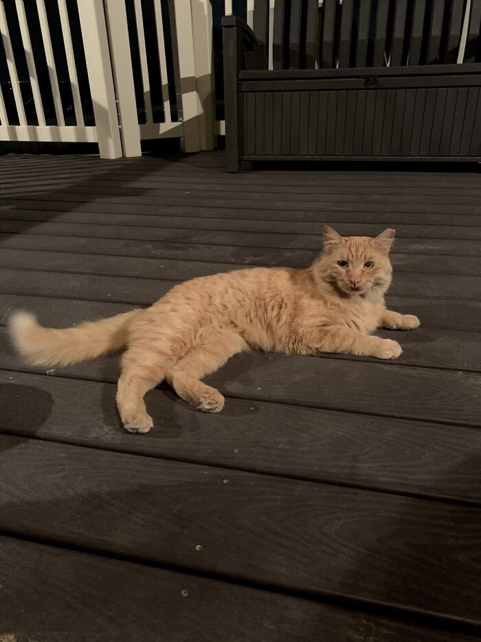 Fluffy orange cat lounging on a wooden deck, finally enjoying the life of a house cat.