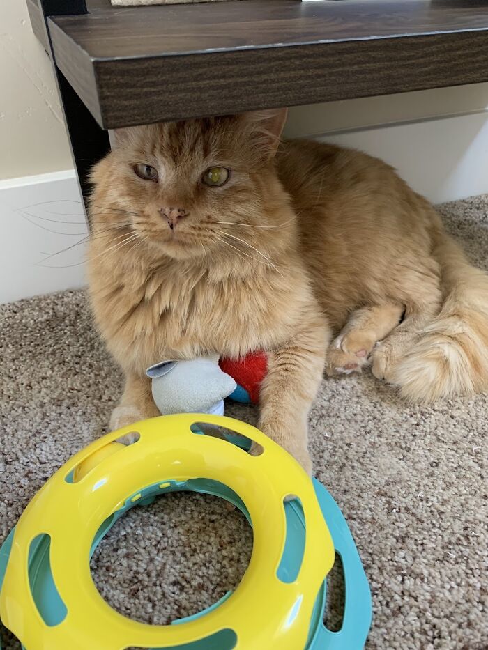 Fluffy ginger cat cuddling a toy under a shelf, embracing house cat life.