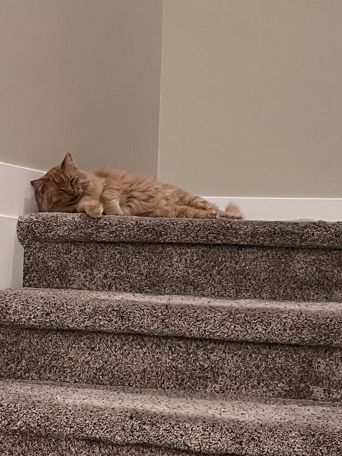 Fluffy cat peacefully sleeping on carpeted stairs, embodying the comfort of house cat life.