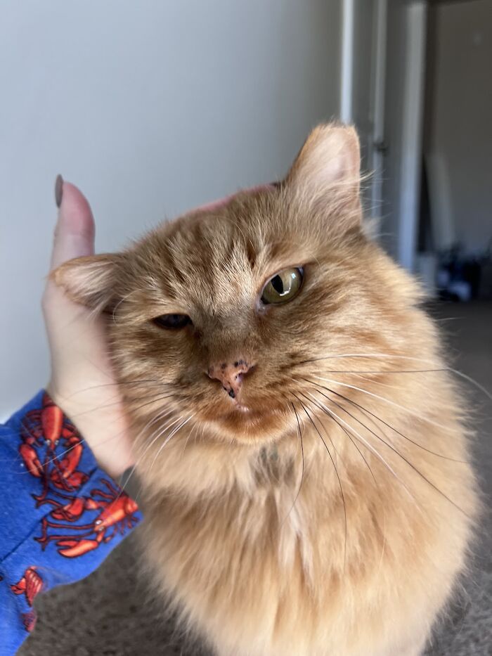 A fluffy ginger cat being petted, finally enjoying the life of a house cat.