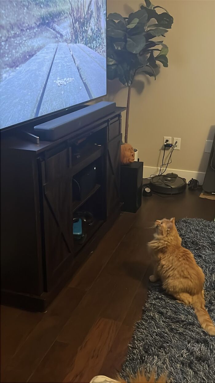 Orange cat sitting on a rug, watching TV, enjoying life as a house cat.