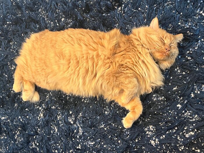 Fluffy orange cat sleeping peacefully on a blue rug embracing house cat life.