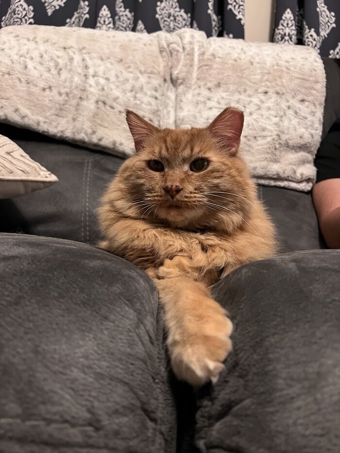 Fluffy orange cat lounging on a gray sofa, embodying the content life of a house cat.