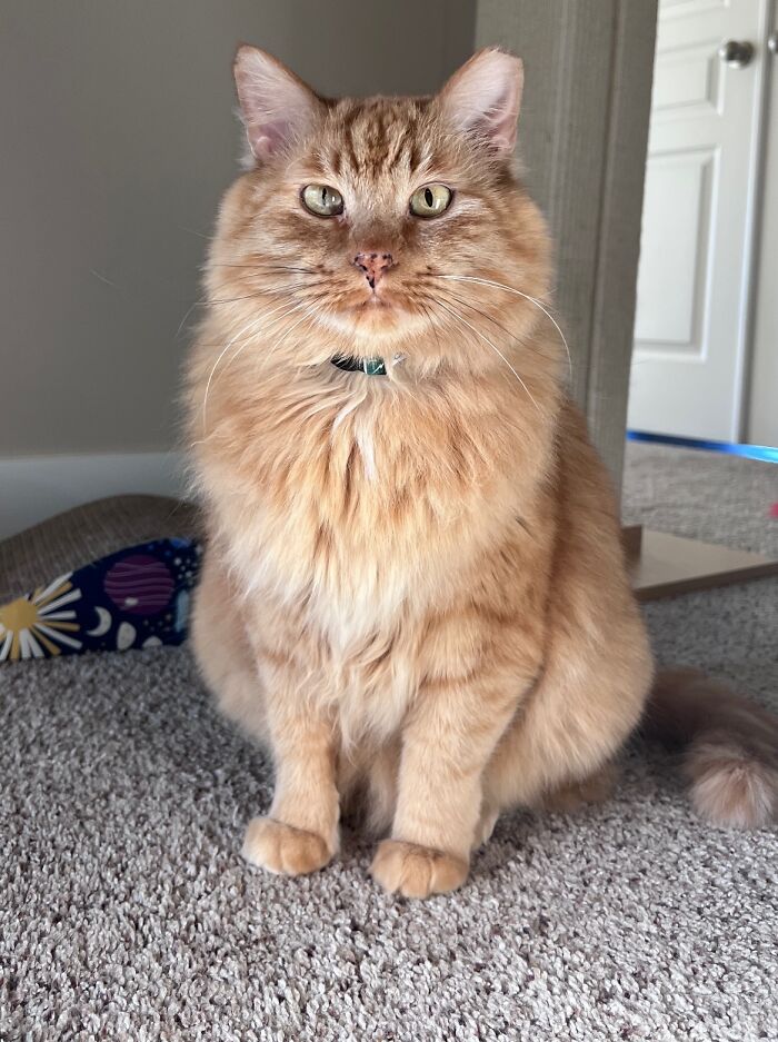 Fluffy ginger cat sitting indoors, symbolizing an adorable transition to house cat life.
