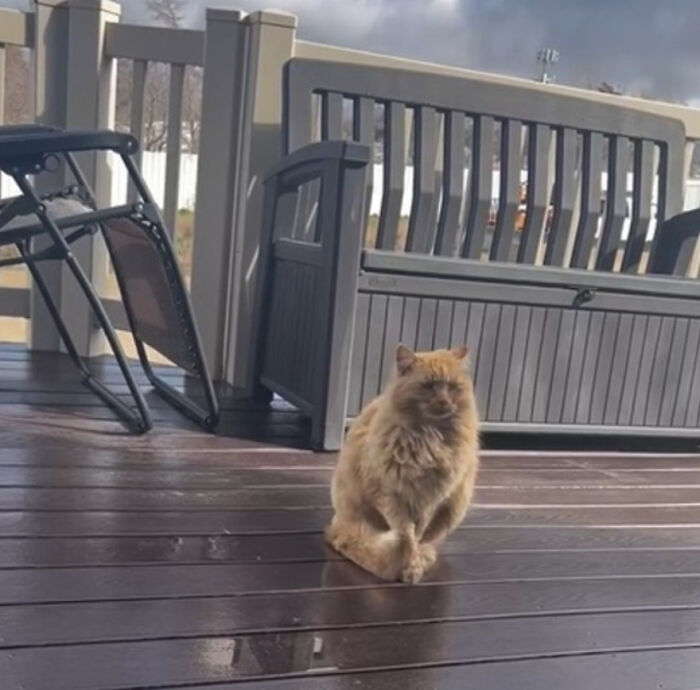 Fluffy orange cat sitting on a wooden deck, symbolizing its gradual embrace of house cat life.