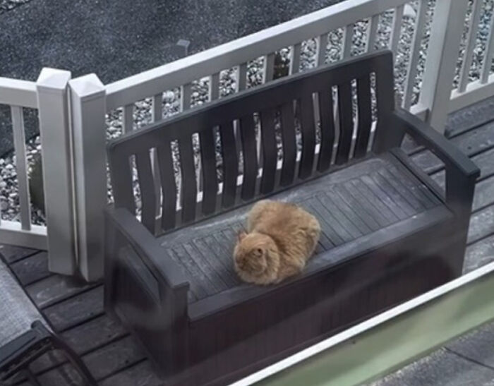 Fluffy ginger cat resting on an outdoor bench, symbolizing its journey to becoming a house cat.
