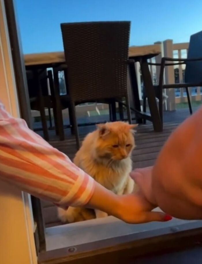 Cat hesitantly entering a home, being gently encouraged by hands in a doorway during the evening.