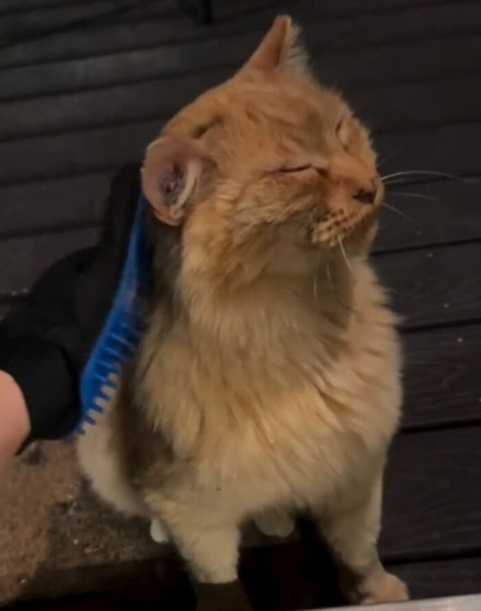 A cat enjoying grooming as it embraces house cat life after six years.