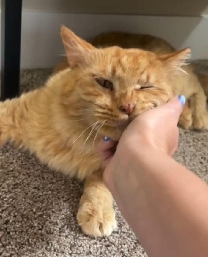 Ginger cat enjoying a gentle chin rub, symbolizing its journey to embrace life as a house cat.