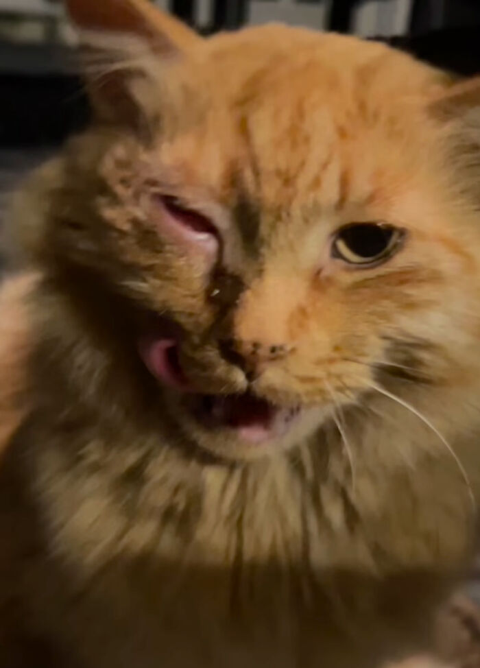 Ginger cat with one eye half-closed, licking its nose, finally embracing house cat life.